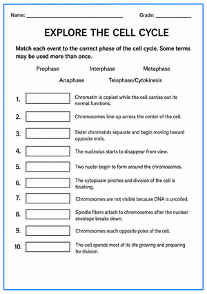 Essential Cell Cycle Worksheet | Grade 9-10 Biology