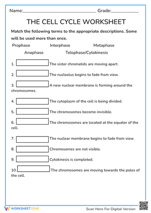 Explore the Cell Cycle with This Worksheet