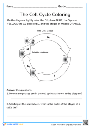 The Cell Cycle Coloring