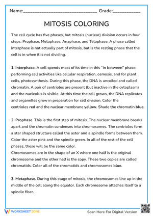 Mitosis Coloring Worksheet: Cell Cycle & Division - Biology Fun!