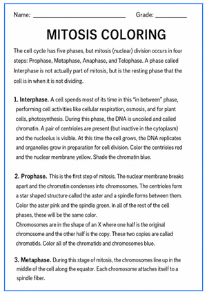 Printable Mitosis Coloring Worksheet | Grade 9-11 Biology