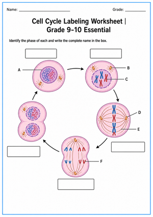 Cell Cycle Labeling Worksheet | Grade 9-10 Printable