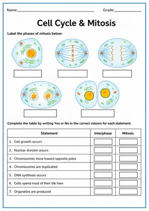 Essential Cell Cycle & Mitosis Worksheet | Grade 9-11