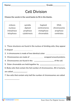 Cell Division: Mitosis & Meiosis Fill-in Worksheet (Grades 9-12)