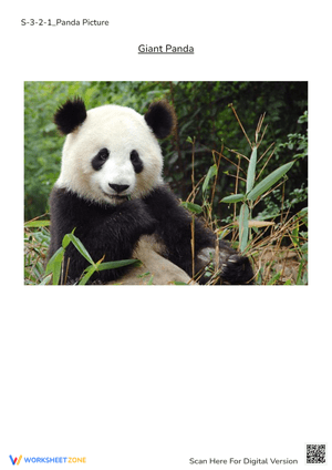Giant Panda Photo Worksheet - Animal Recognition for Pre-K to 2