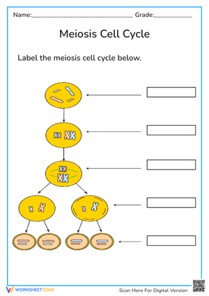 Understanding Meiosis: A Cell Cycle Worksheet