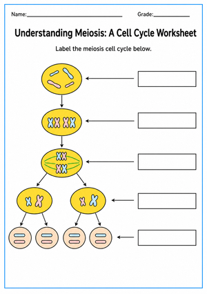 Essential Meiosis Worksheet | Grade 9-10 Biology