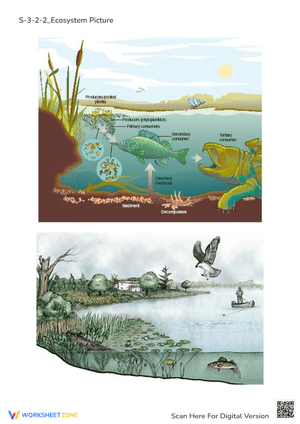 Pond Ecosystem & Food Chain Worksheet - Science Learning Fun