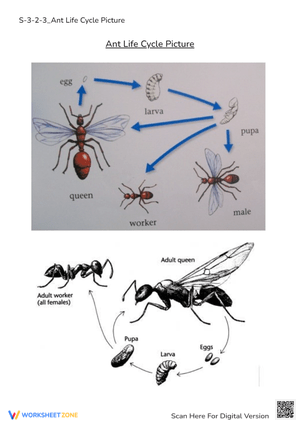 Ant Life Cycle Diagram - Learn About Ants! Grades 2-4 Worksheet