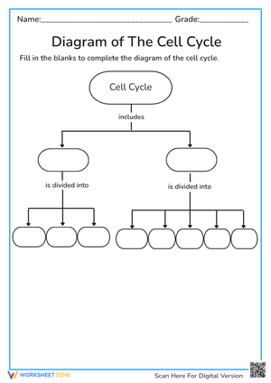 Diagram of The Cell Cycle