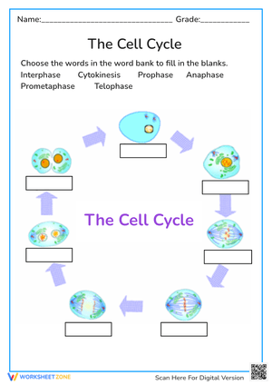 The Cell Cycle