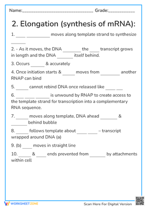 2. Elongation (synthesis of mRNA): 