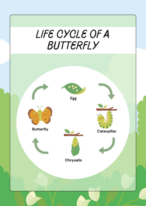 Butterfly Life Cycle Worksheet
