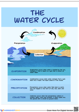 The Four Stages of the Water Cycle 