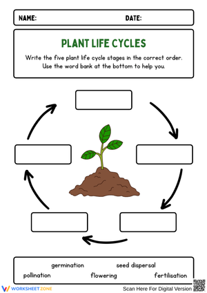 Plant Life Cycle Worksheet with Word Bank