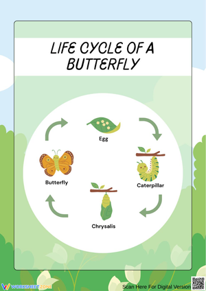 Butterfly Life Cycle Diagram Worksheet
