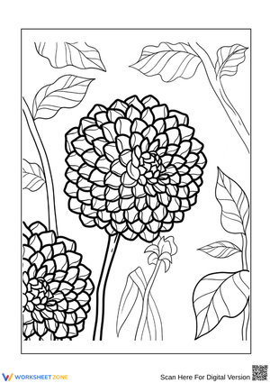 Dahlia Flower Coloring Page for Adults