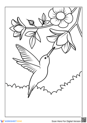 Hummingbird Drinking Nectar Coloring Page