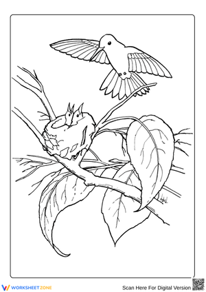 Hummingbird Nest Coloring Page