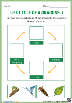Dragonfly Life Cycle Cut and Paste Activity Worksheet