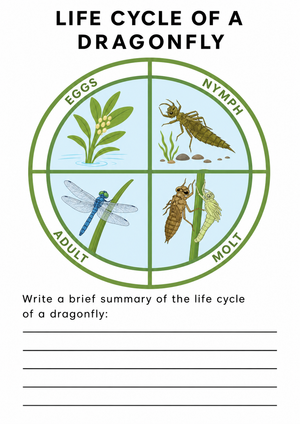 Dragonfly Life Cycle Writing Worksheet | Grade 3 Essential