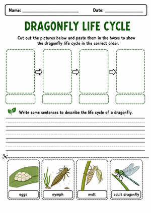 Grade 3 Dragonfly Life Cycle — Printable No-Prep Worksheet