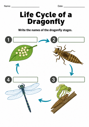 Grade 3 Dragonfly Life Cycle — Printable No-Prep Worksheet