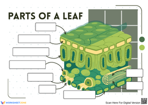 Parts of a Leaf Labeling Worksheet