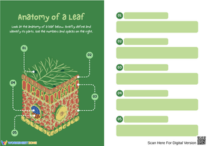 Anatomy of a Leaf Worksheet