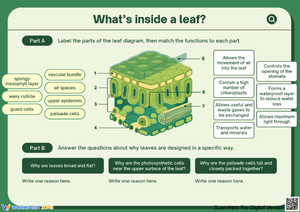 Leaf Anatomy Worksheet – Parts & Functions