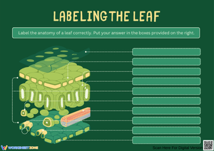 Parts of a Leaf Labeling Worksheet