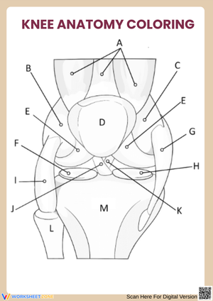 Knee Anatomy – Color and Learn the Parts of the Knee