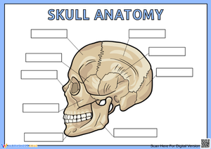 Human Skull Anatomy Labeling Worksheet