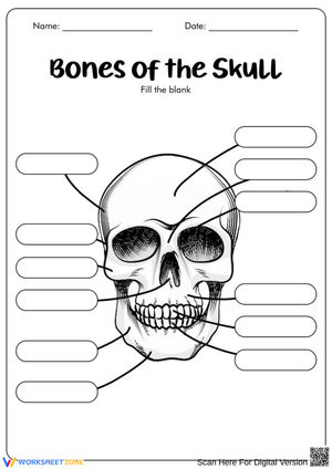 Human Skull Bones Labeling Worksheet