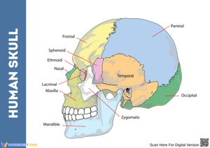 Labeled Human Skull Anatomy Diagram