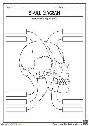 Human Skull Diagram Labeling Worksheet