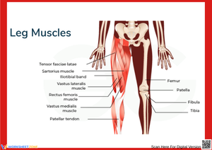 Leg Muscles Anatomy Worksheet