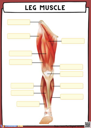 Leg Muscles Anatomy Worksheet