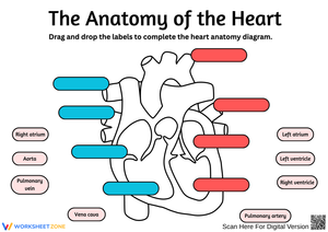 Heart Anatomy Worksheet – Label the Parts