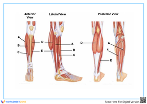 Lower Leg Muscle Labeling Worksheet