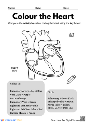 Colour the Heart Worksheet – Label and Learn Heart Anatomy
