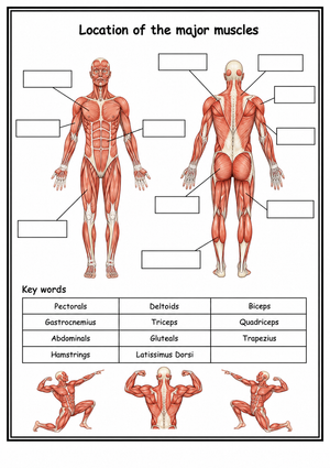 Printable Major Muscles Worksheet | Grade 10-11 Anatomy