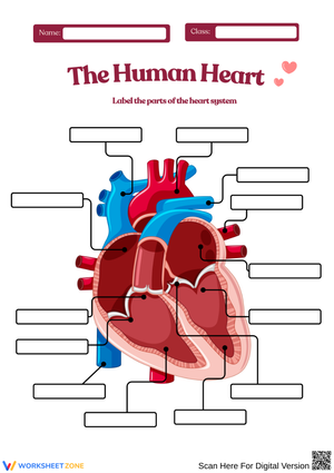 Parts of the Heart System Labeling