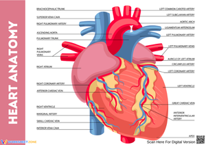 Heart Anatomy – Detailed Diagram of Human Heart