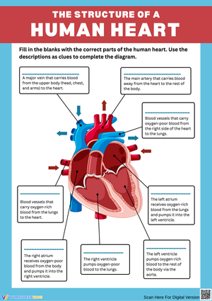 Structure of the Human Heart Worksheet