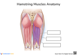 Hamstring Muscles Anatomy Worksheet