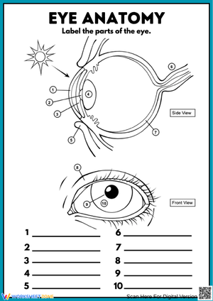 Eye Anatomy Labeling Worksheet 
