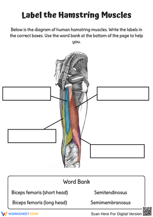 Hamstring Muscles Anatomy Labeling Worksheet