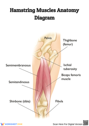 Hamstring Muscles Anatomy Diagram