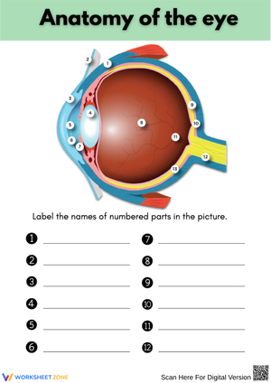 Label the Human Eye Worksheet